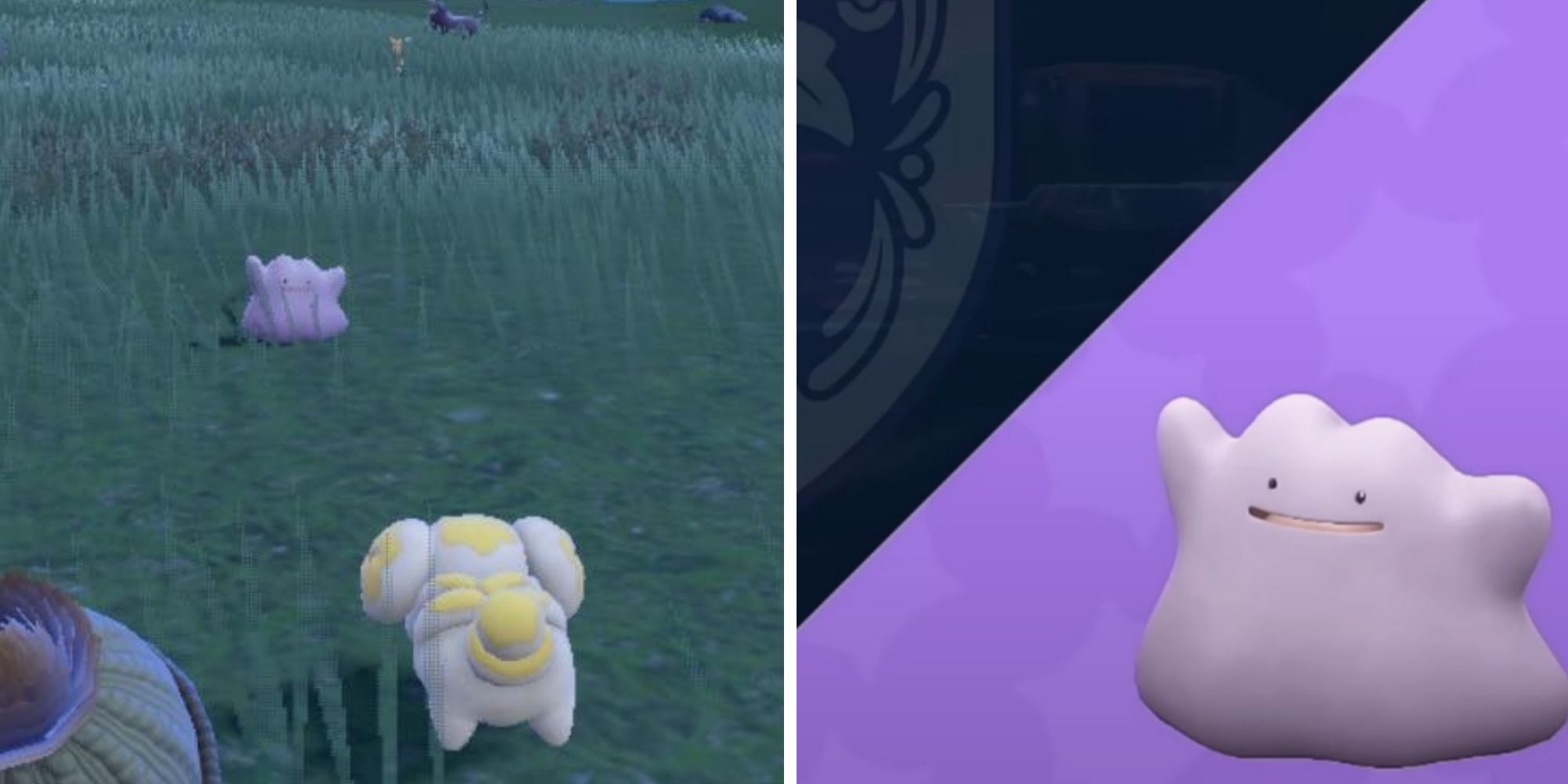 Get A Perfect Ditto For Breeding In Pokémon Scarlet And Violet