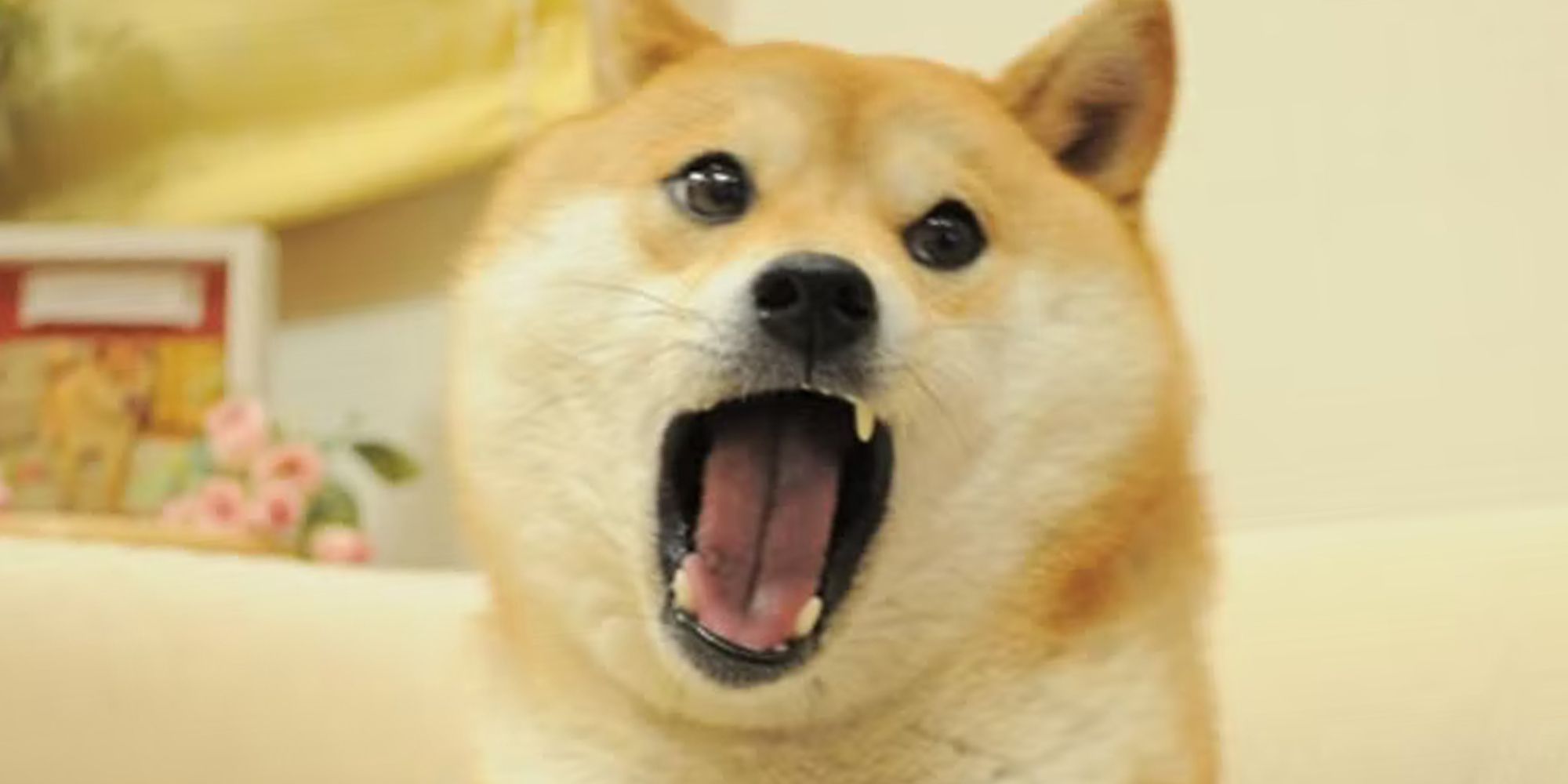Kabosu, The Famous Shiba Inu In The Doge Memes, Has Cancer