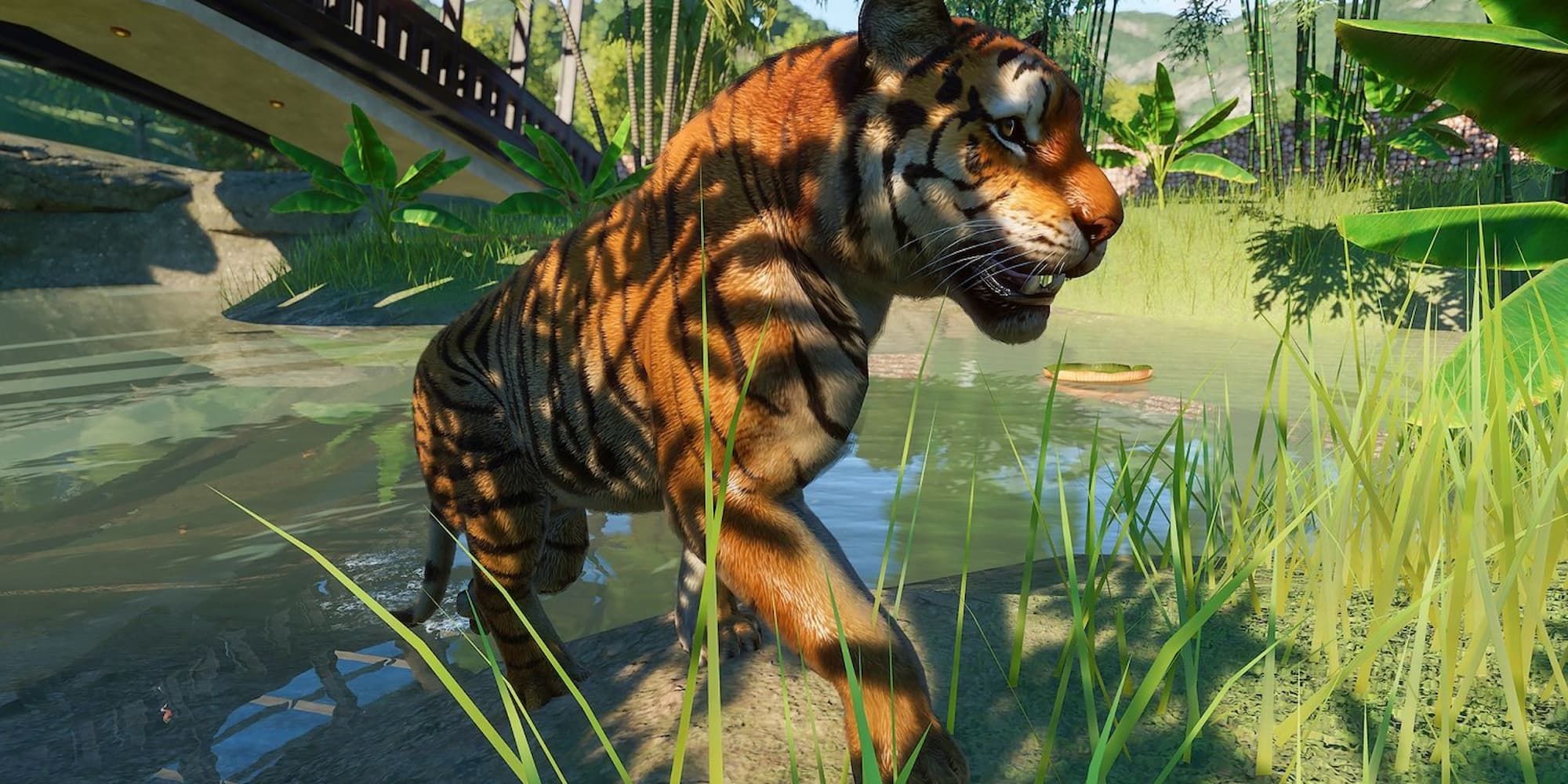 A tiger emerges from a body of water under a bridge in Planet Zoo.