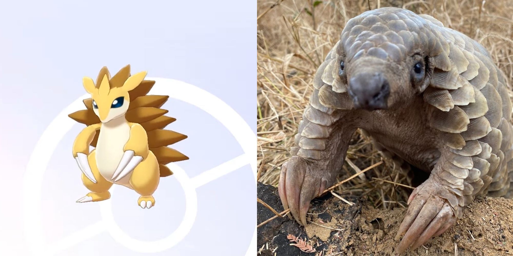 sandslash pokemon next to a pangolin