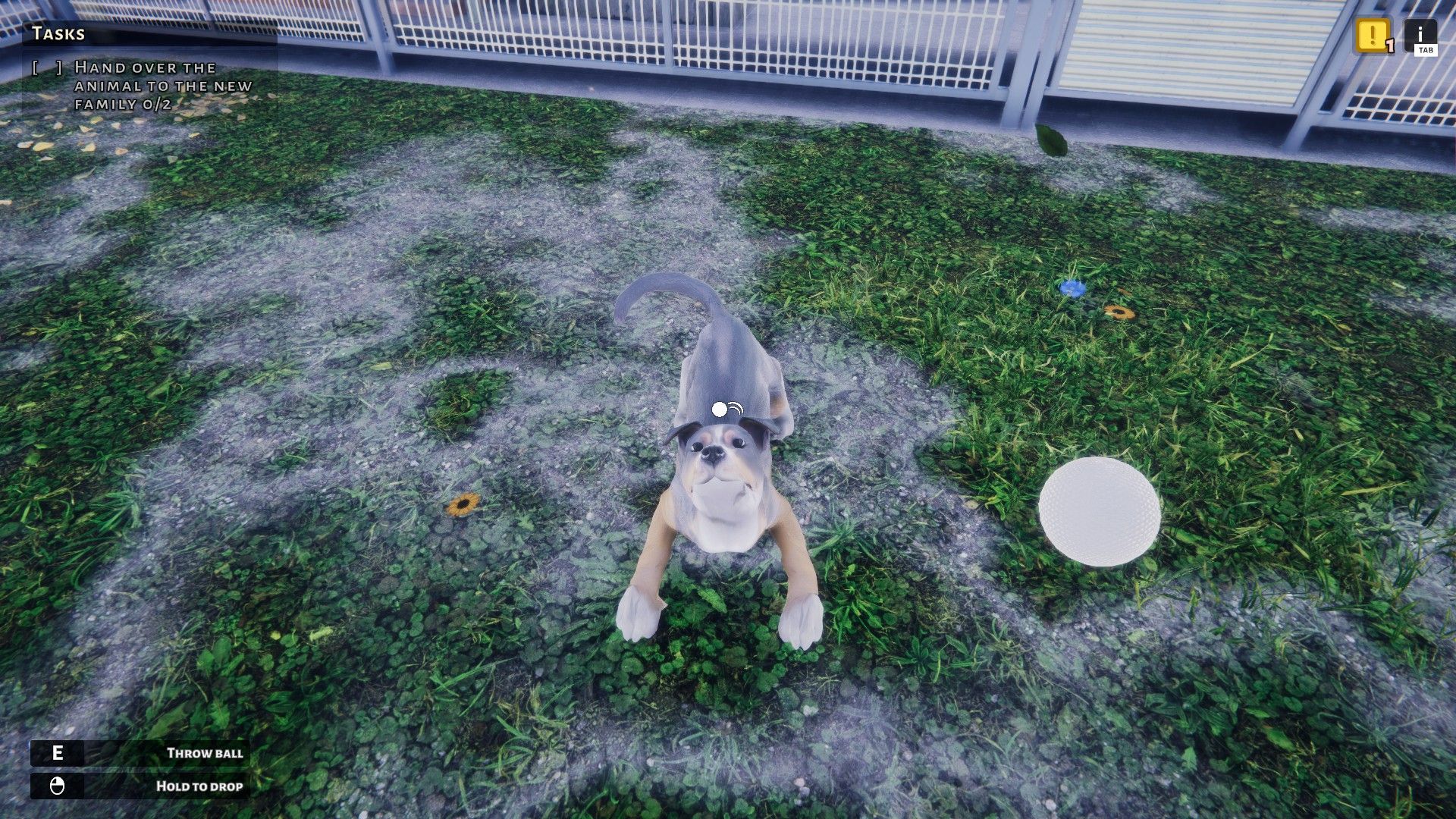 A brown and black coated dog eagerly awaits a white squeaky ball during a game of fetch in Animal Shelter.