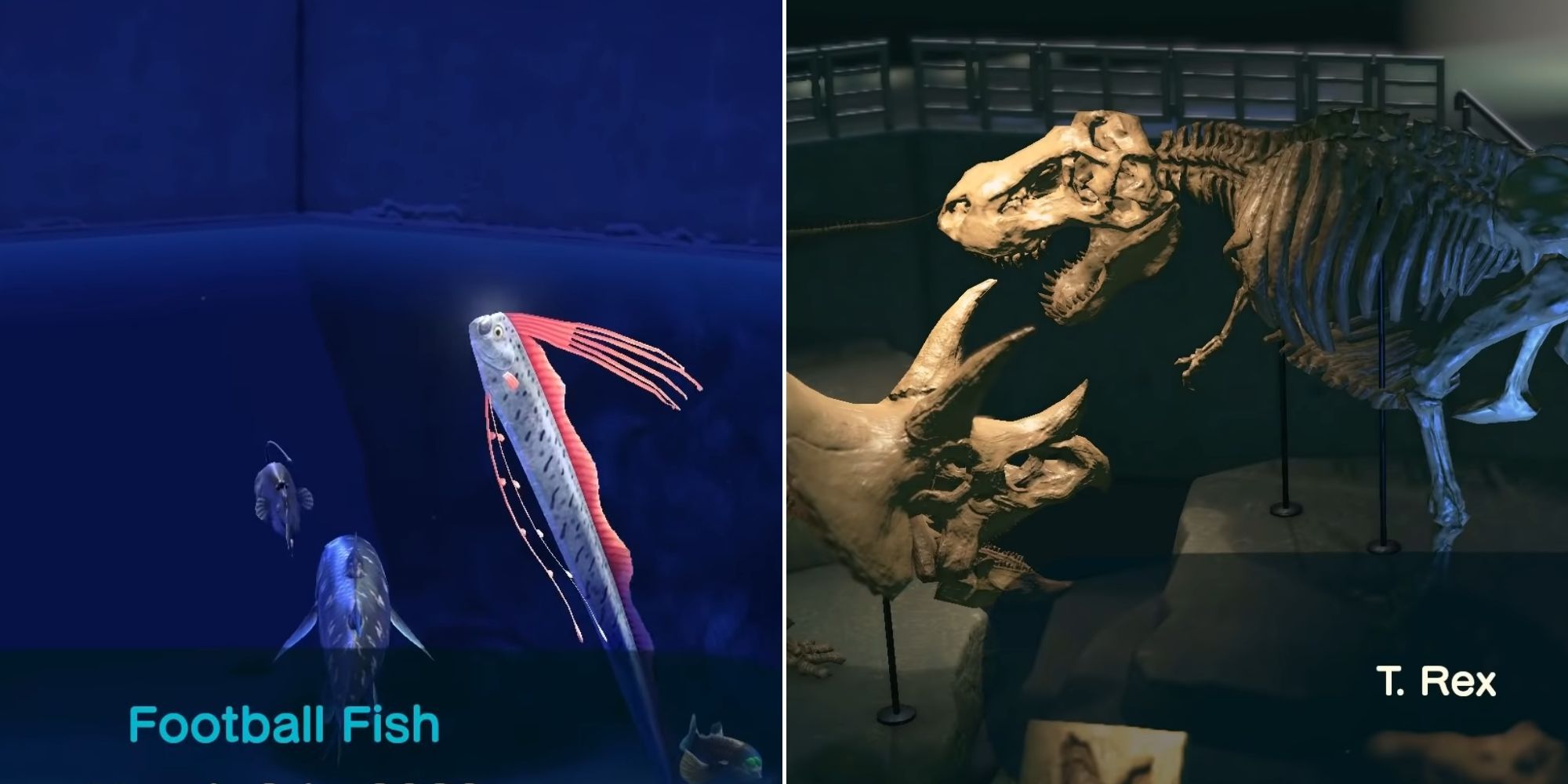 The Football Fish in the aquarium and T-rex bones on display in Animal Crossing: New Horizons
