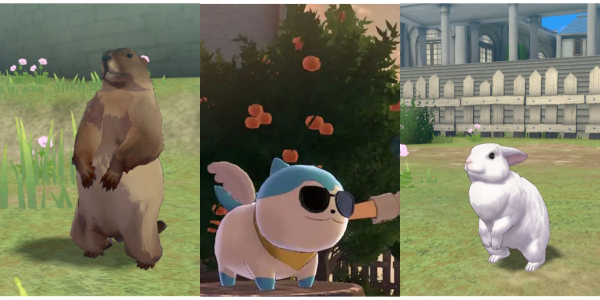 three images spliced together. from left to right a marmot in a field around midday on hind legs, sommie with sunglasses and wings being pet from offscreen at sunset in a peach grove, and a white rabbit on its hind legs near a fence around midday