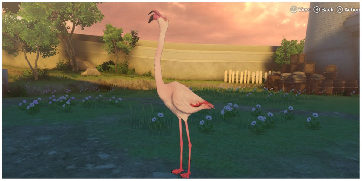 flamingo stands on both legs and calls out towards the sky at sunset