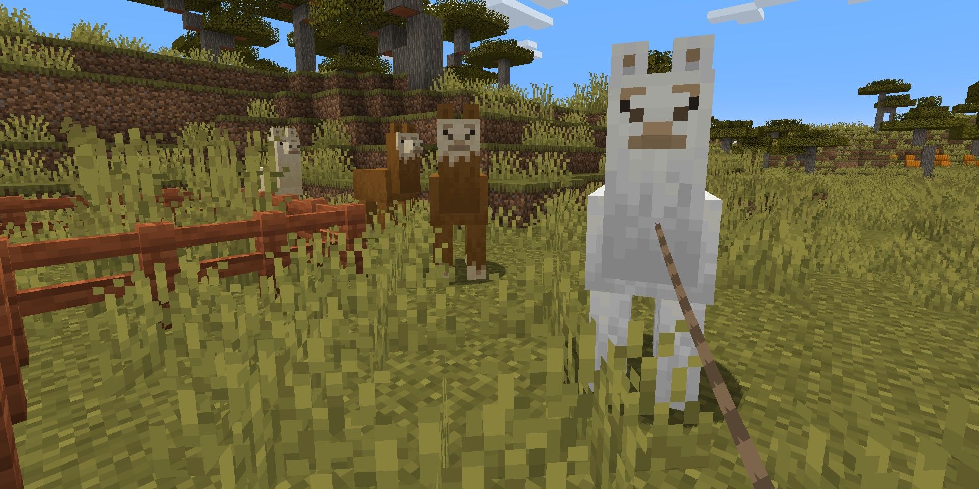 A Llama Caravan with a tan, two brown, and a white llama in Minecraft