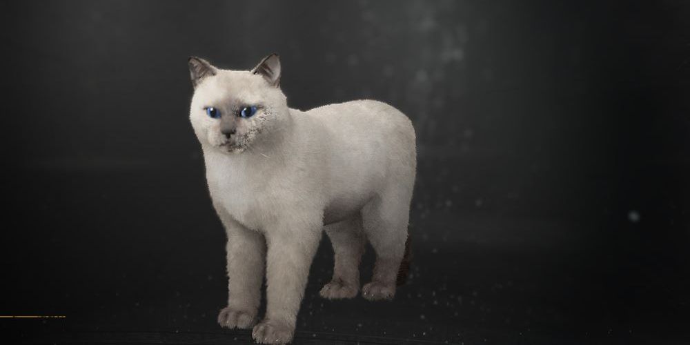 Imagen de archivo del gato de Olevia