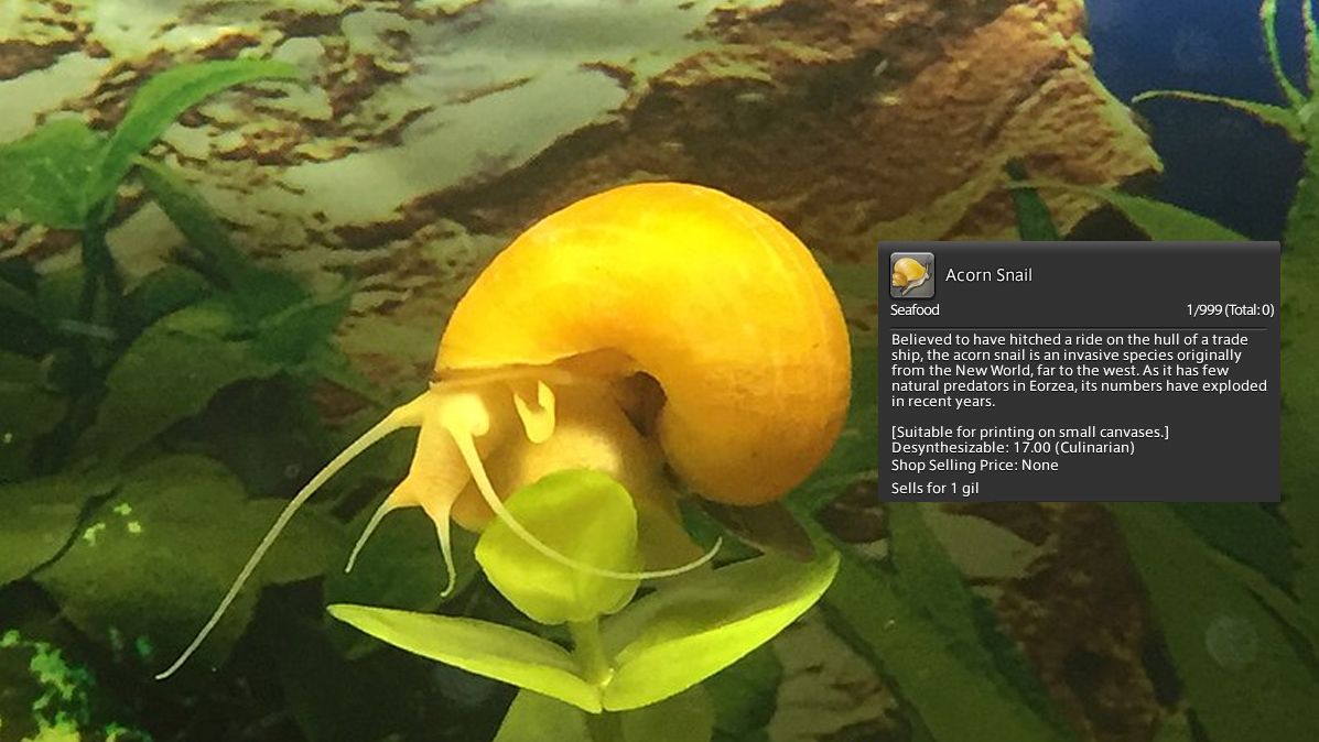 Photo of an Apple Snail with Final Fantasy 14's Acorn Snail information overlaid on the top.