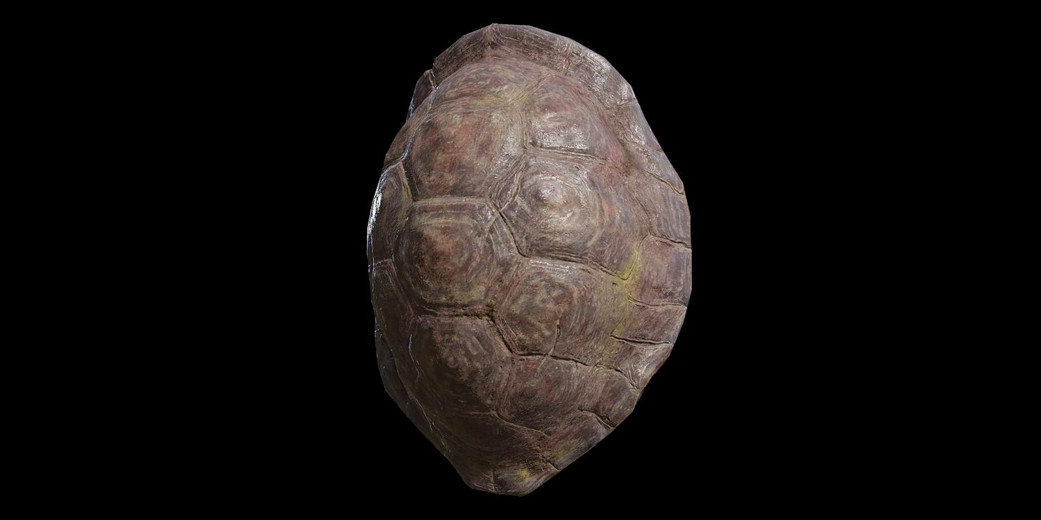 Great Turtle Shield From Elden Ring
