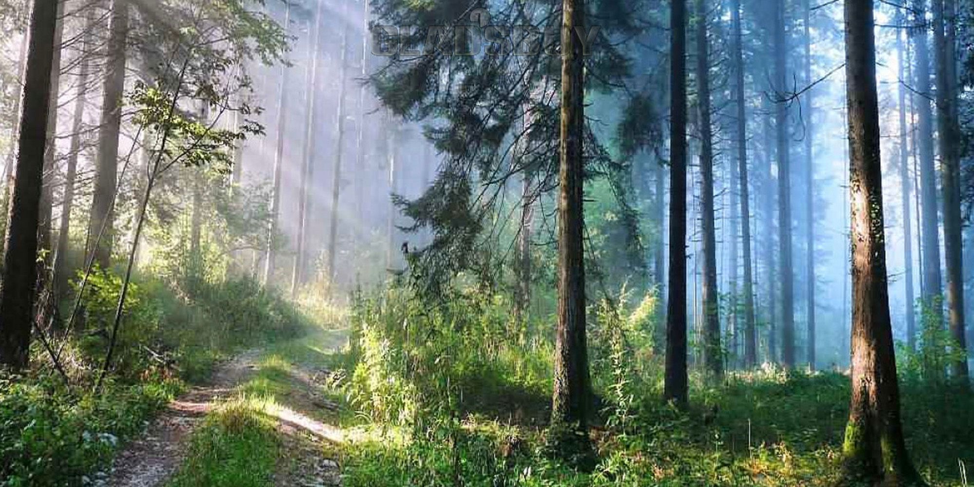 A forest with detailed rays of sunlight on grass and trees