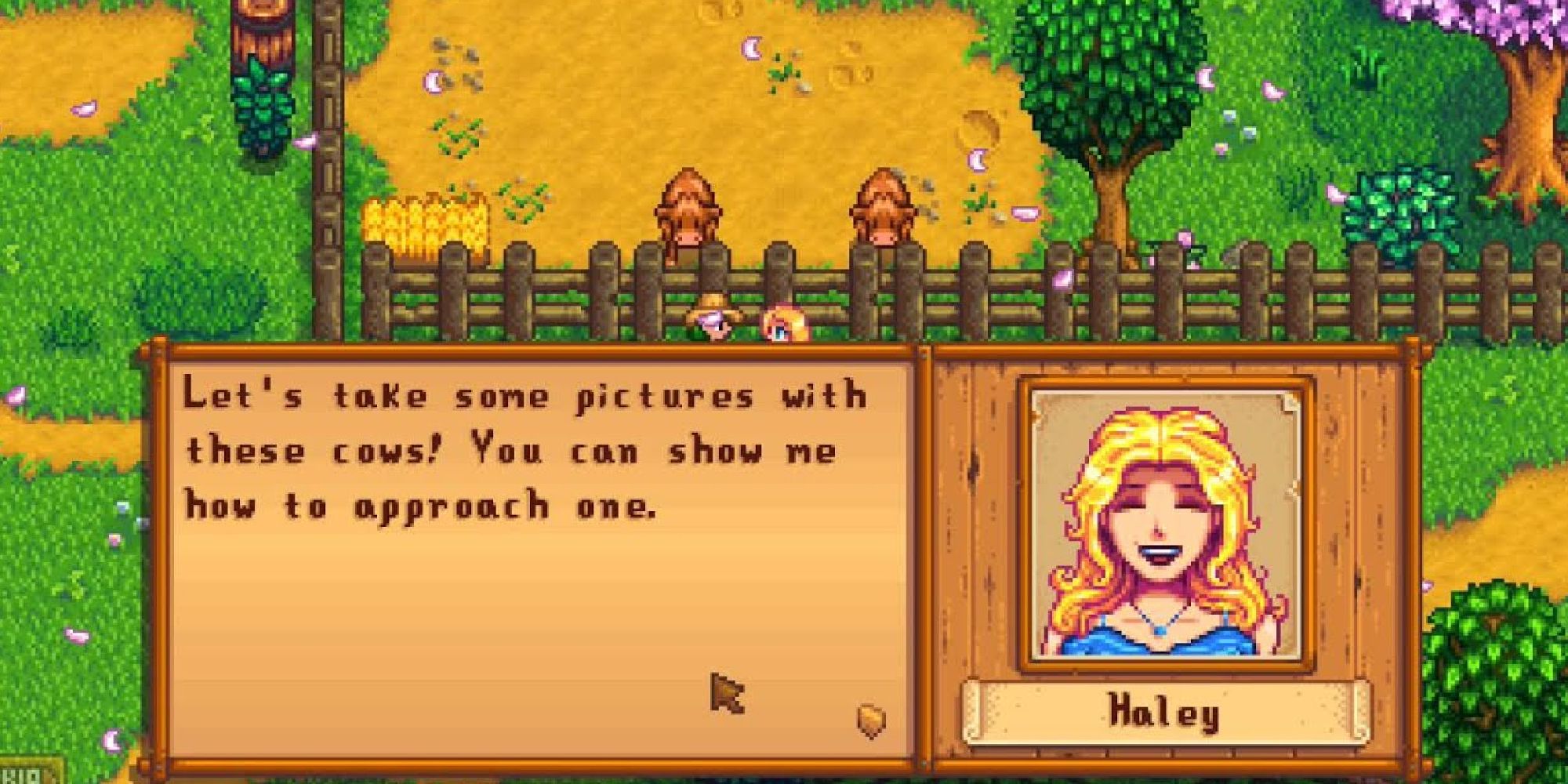 haley and player talk about a photo of cows