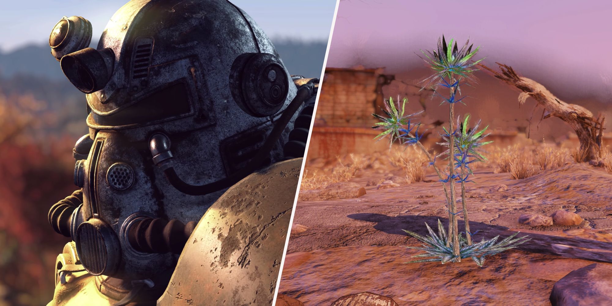 Fallout 76 Character on the left and Thistle Flower on the right.