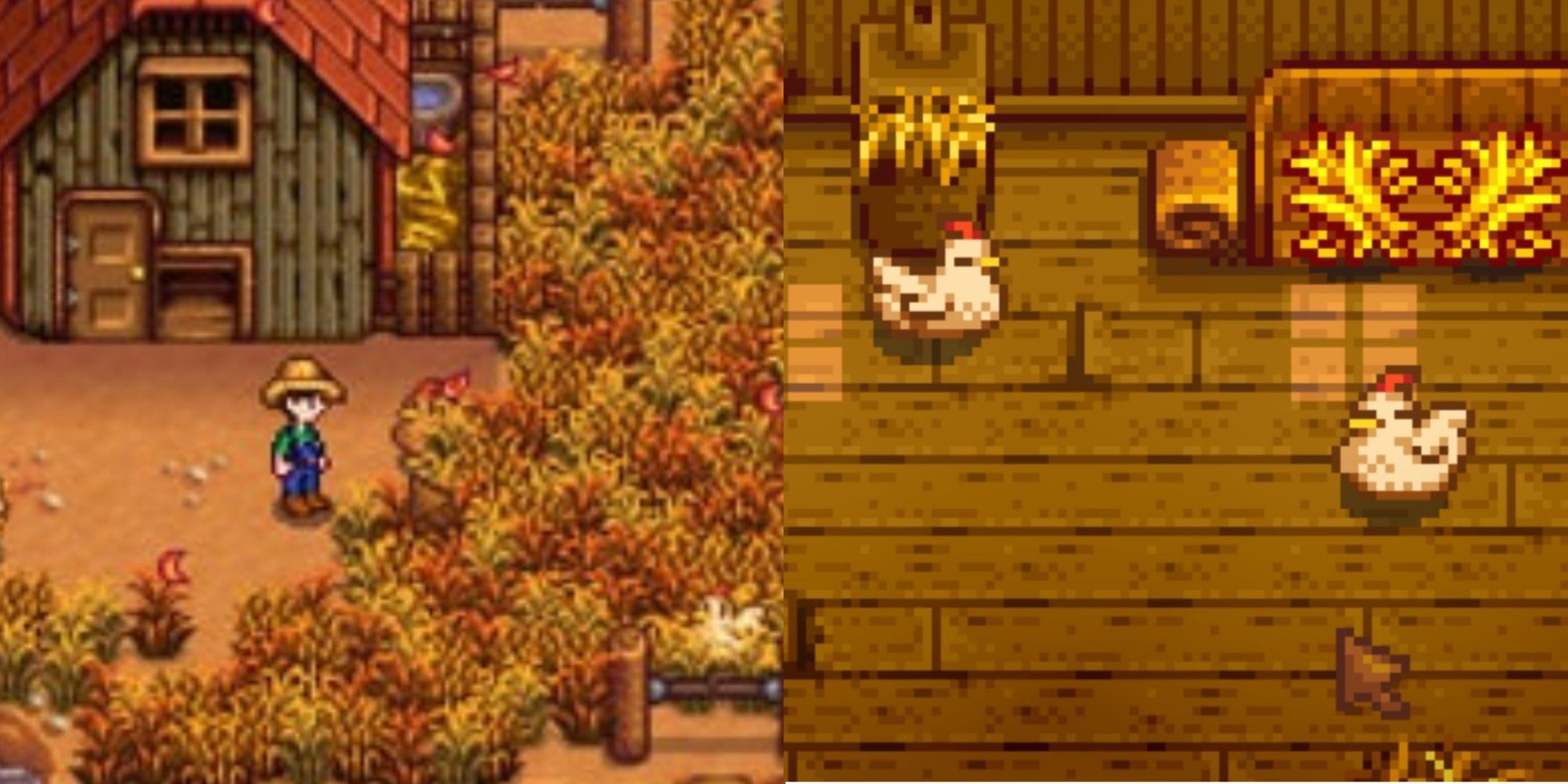 Split images of a player outside of a Coop and two chickens in a Coop in Stardew Valley.