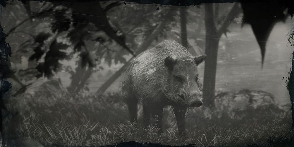 Read Dead Redemption 2 - Legendary Boar