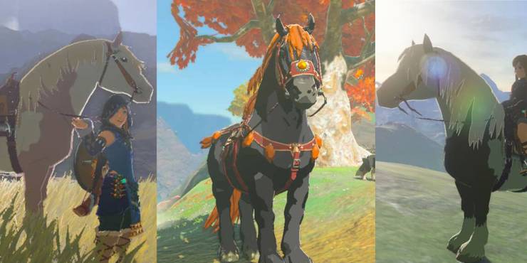 Tame A Horse, Any Horse
