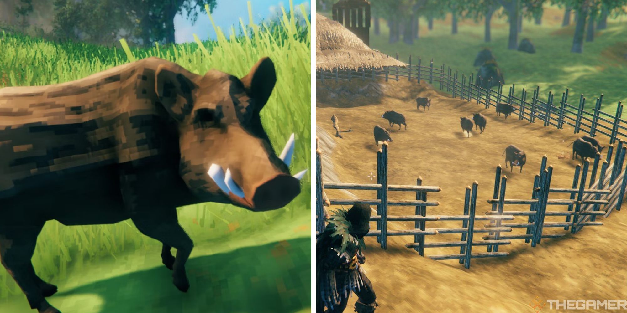 split image showing boar up close next to image of boar pen