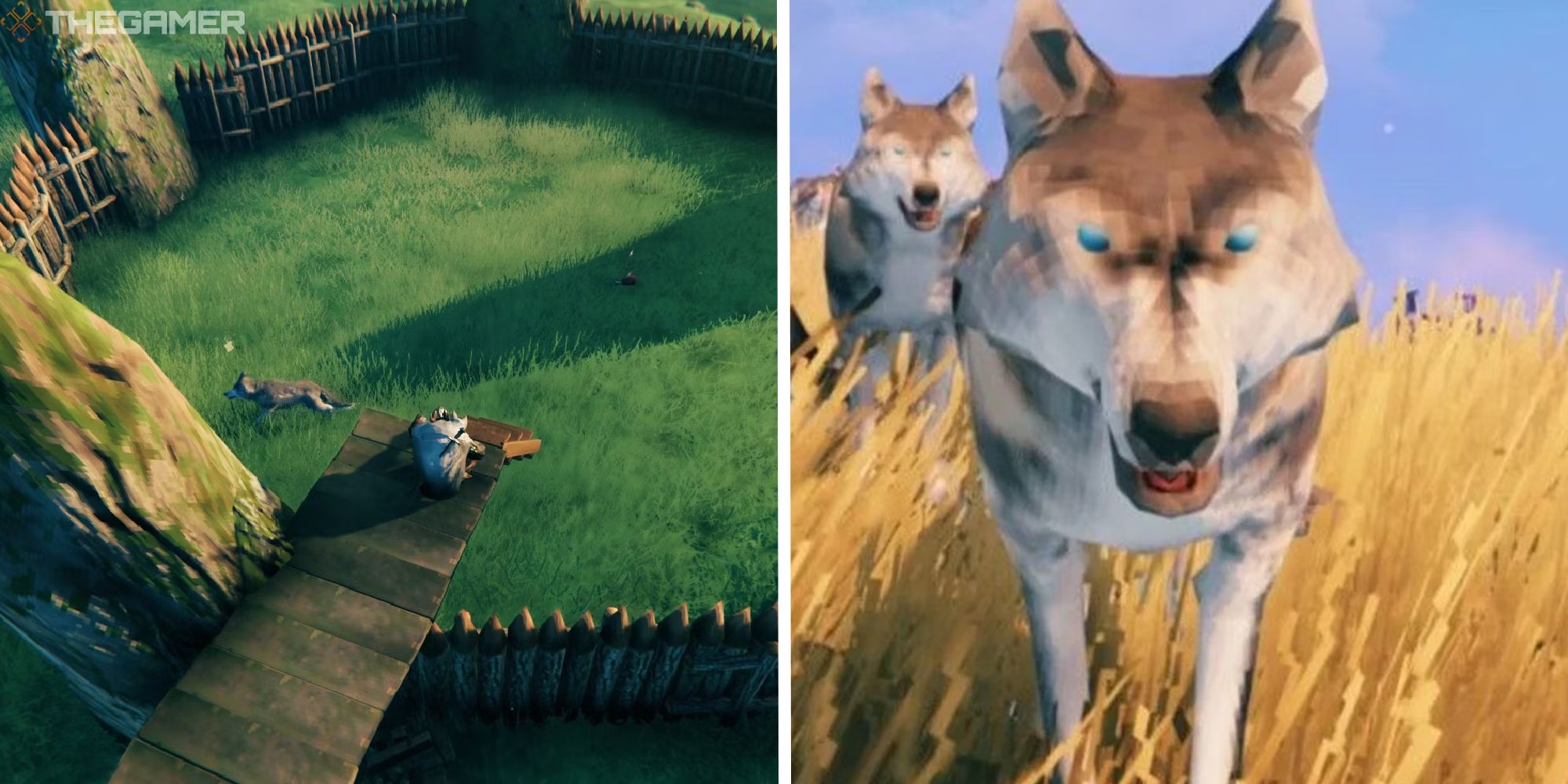 split image showing player and wolf pen, next to image of wolf close up in field