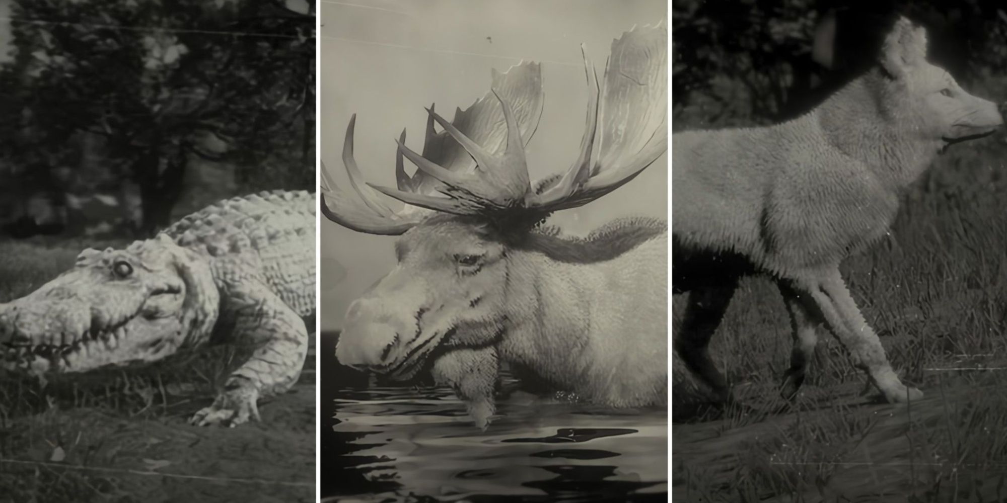 Red Dead Redemption 2 Legendary Animals Alligator, moose and wolf side by side