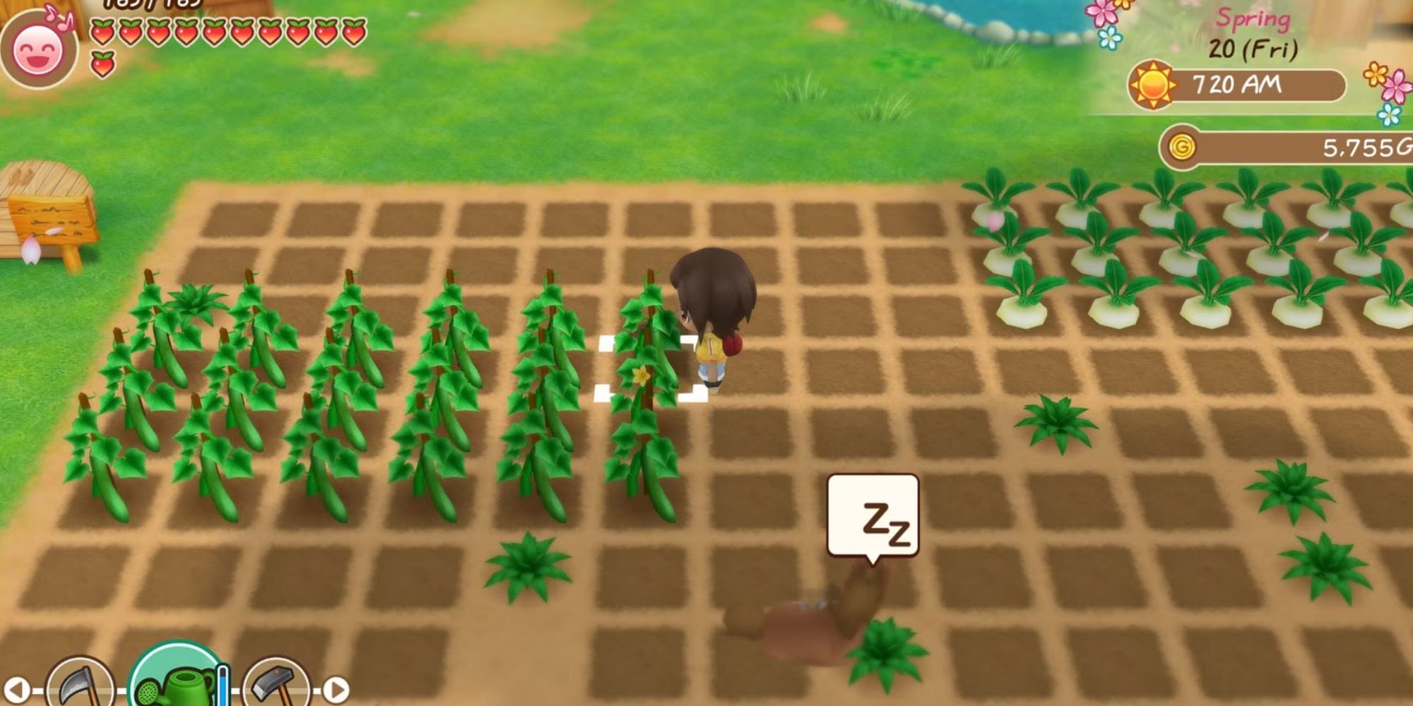 Story of Seasons Friends of Mineral Town - A Farmer Harvesting Crops In A Field