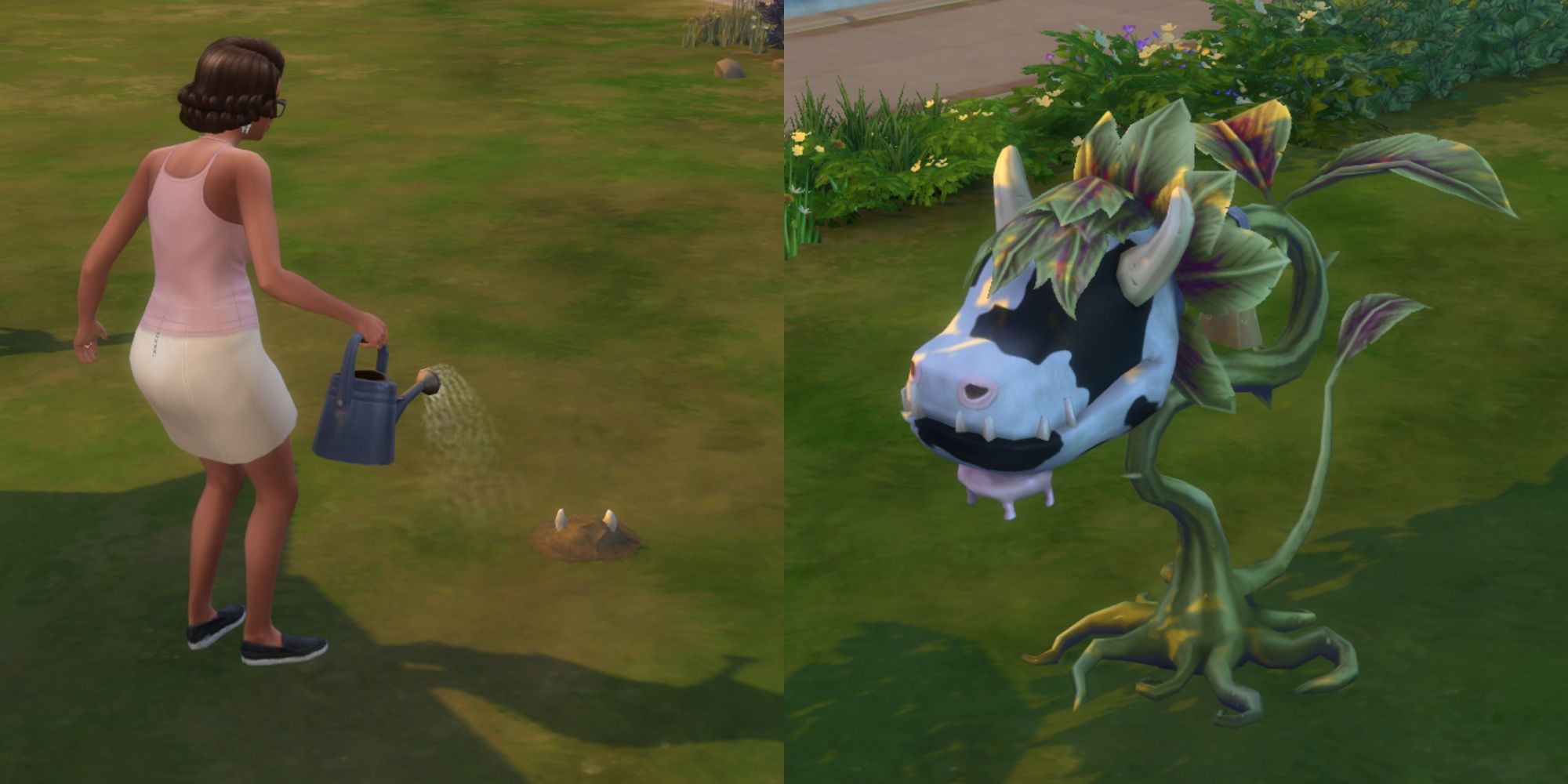 Collage image of a Sim watering a cowplant berry and a mature cowplant in The Sims 4.