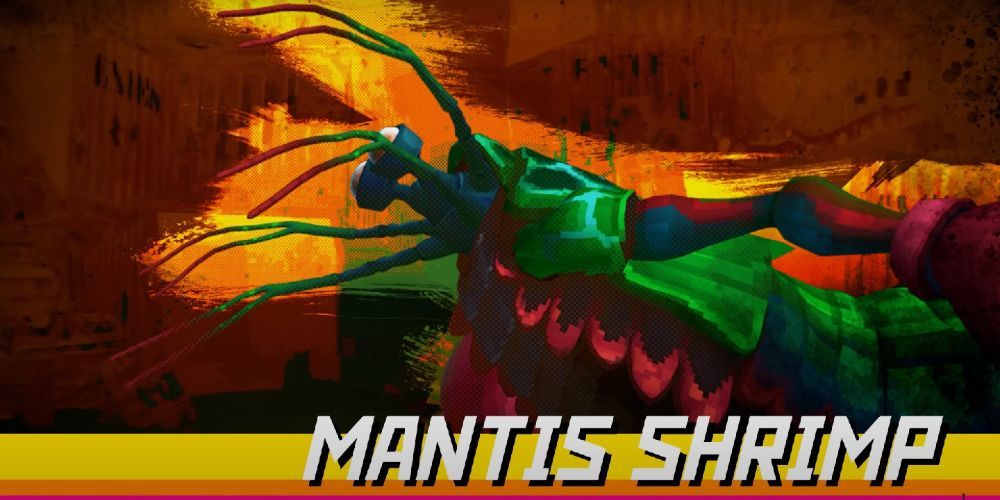 Mantis Shrimp winding up its punch