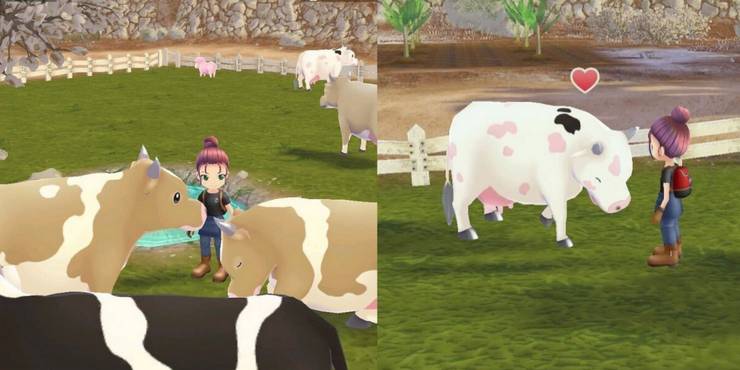 story-of-seasons-a-wonderful-life-brown-cow-marble-cow-in-the-pasture.jpg (740×370)