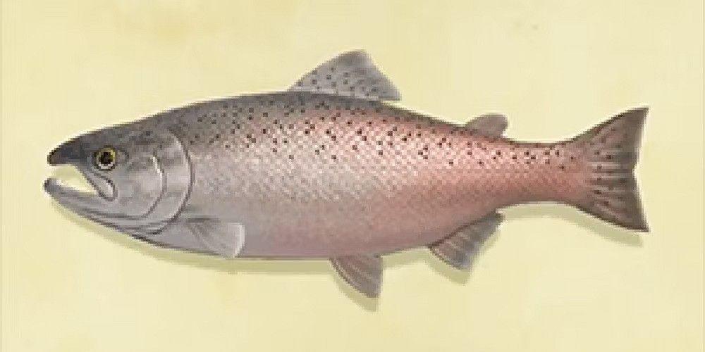 king salmon acnh rare fish