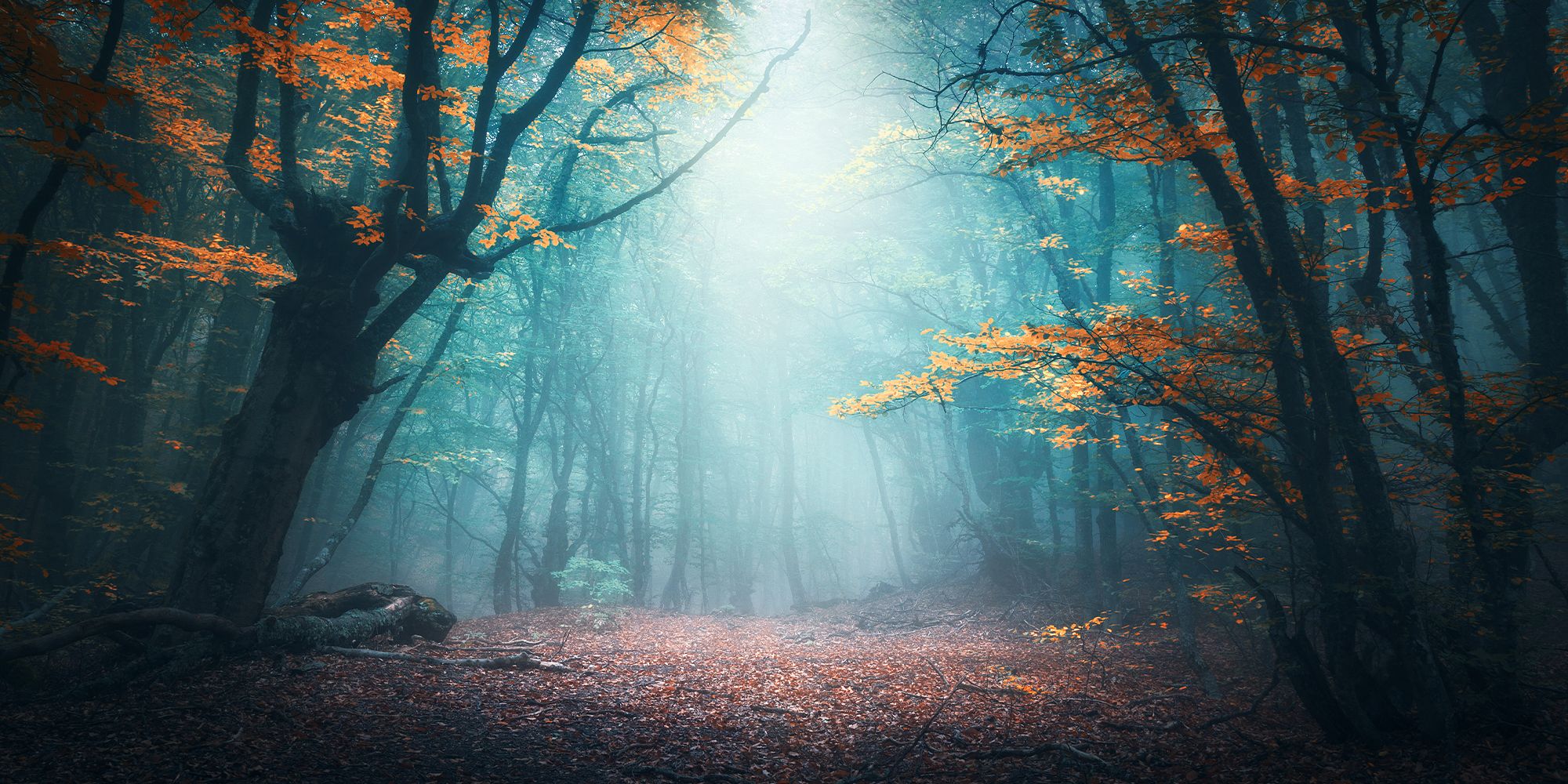 Opening with light beaming down in generic fantasy forest with trees that have orange Autumn leaves