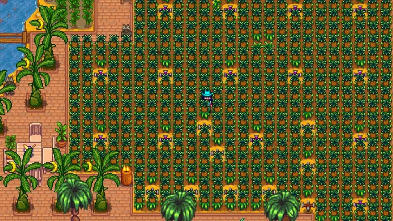 stardew valley player on farmland with grown pineapple