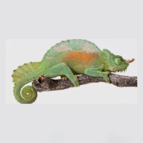 Like a Dragon Infinite Wealth, Chameleon