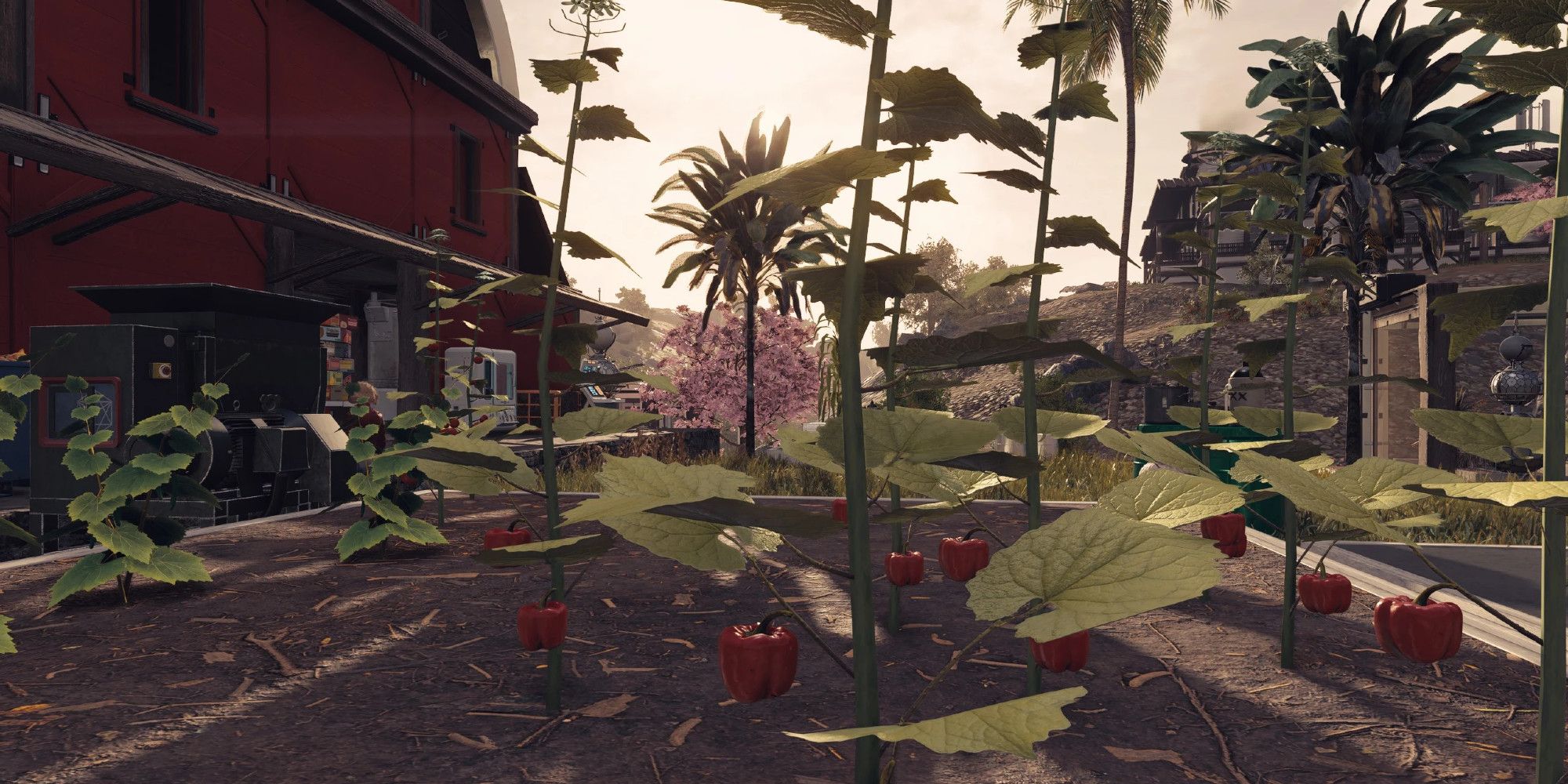 A close up of several Red Pepper plants with a barn in the background