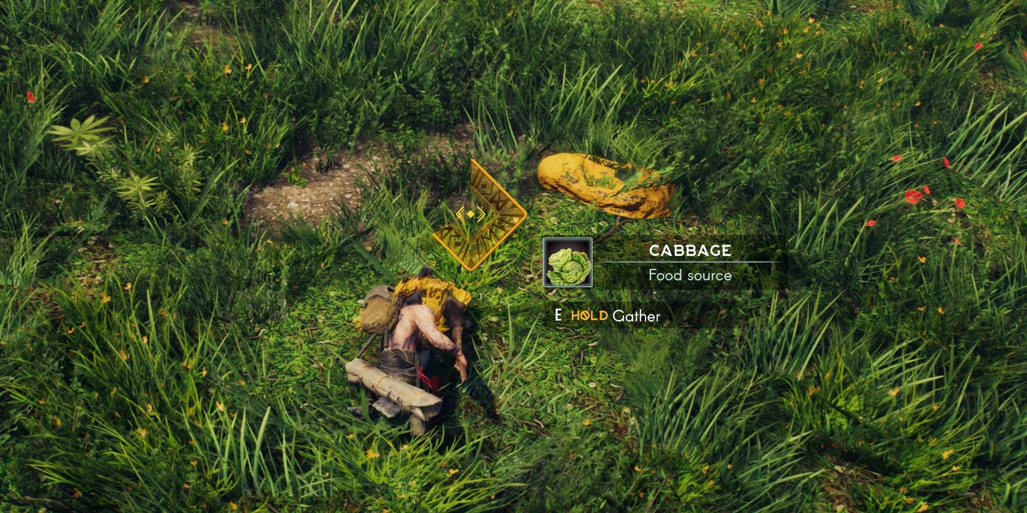 Aska cabbage