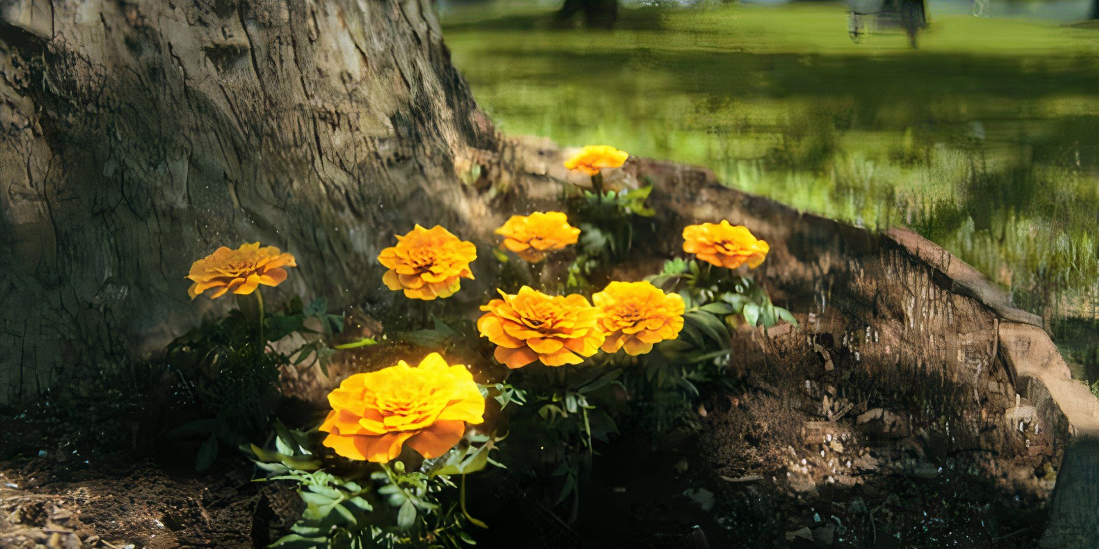 A Bunch of Marigold Flowers symbolizing the Umbrella siblings.