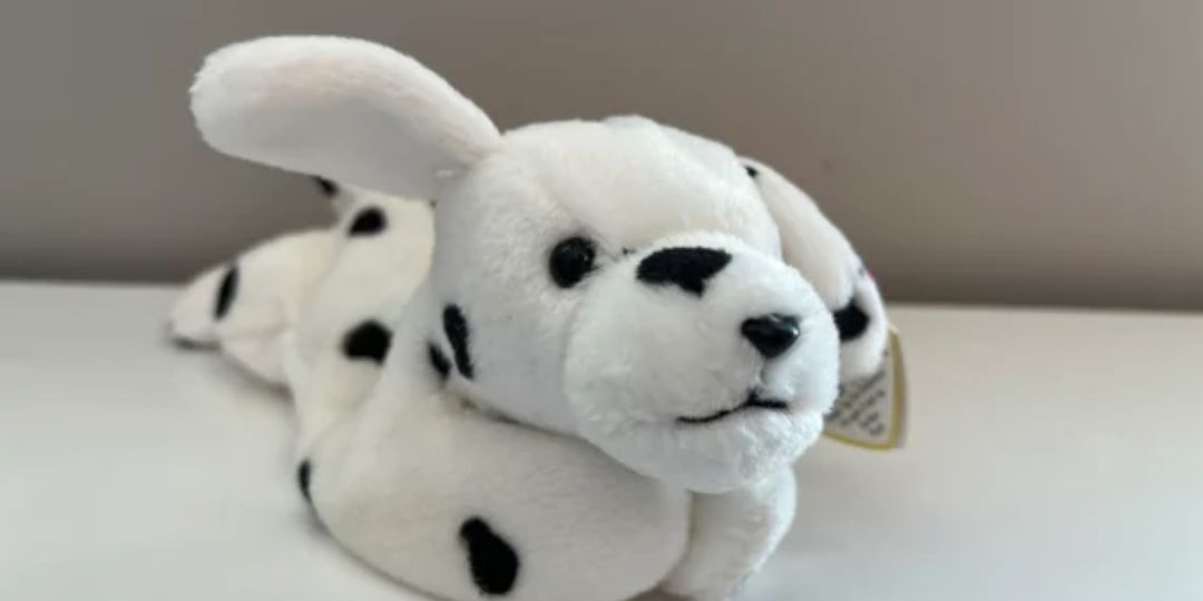 A dalmatian sits on a table