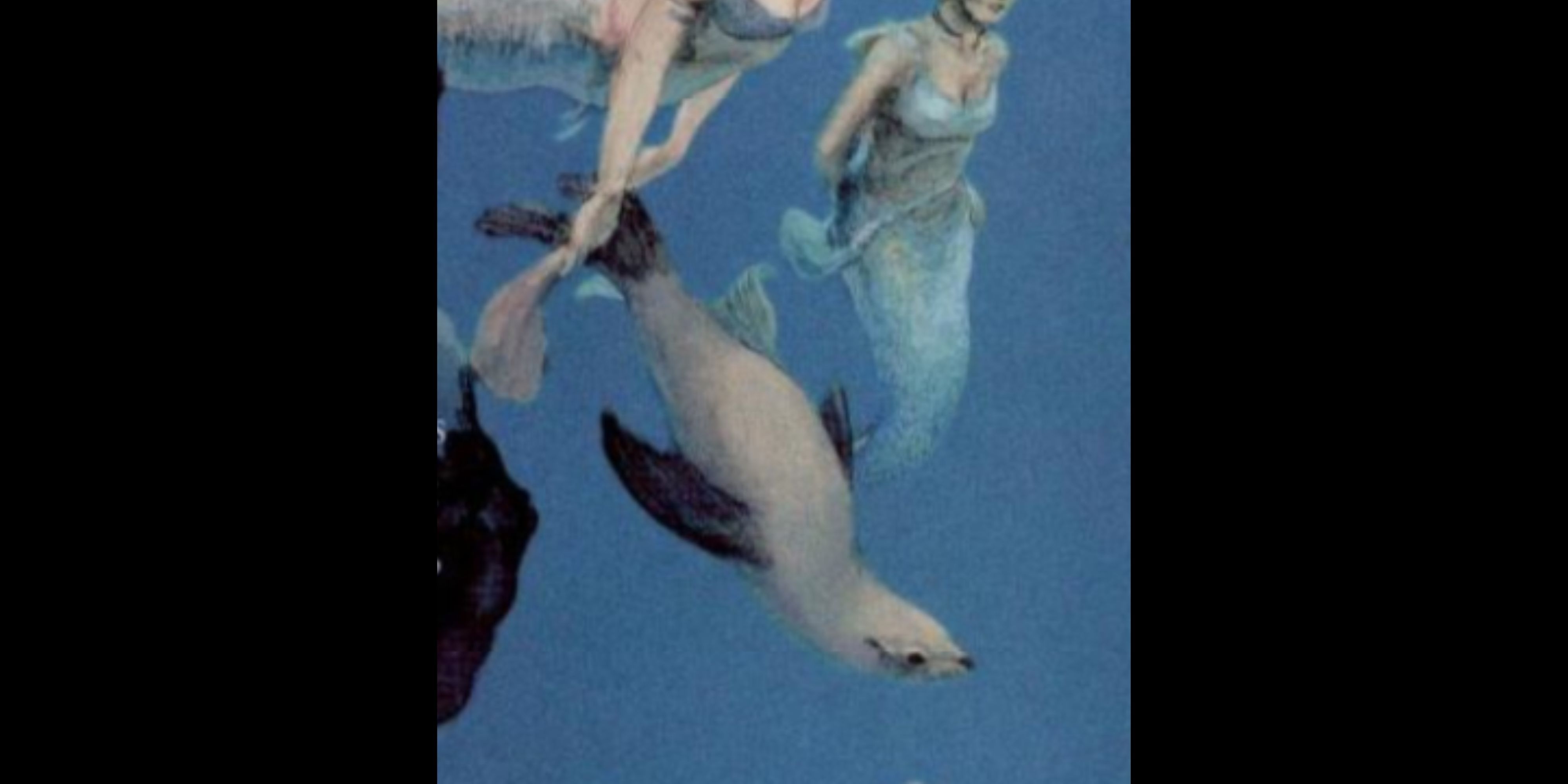 In an illustration by Bob Klasnich, a selkie swims next to two mermaids.
