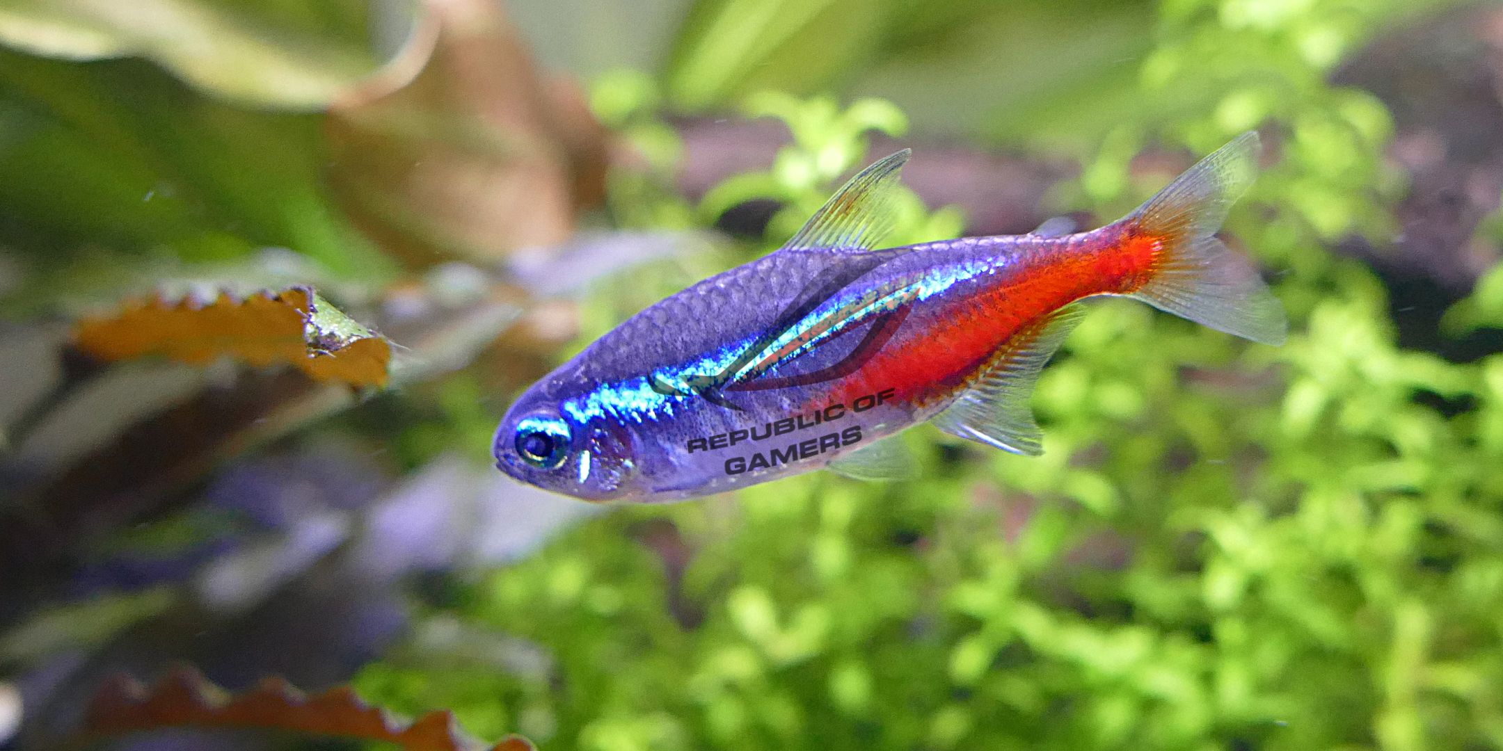 A Ninhon Tetra with the Republic of Republics with the Republic of the Republic of a side with the superpaning.