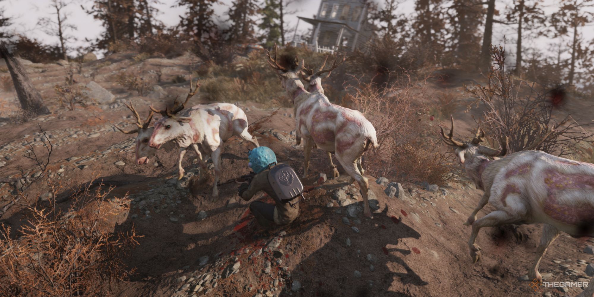 A herd of albino radstags attacking the player in Fallout 76