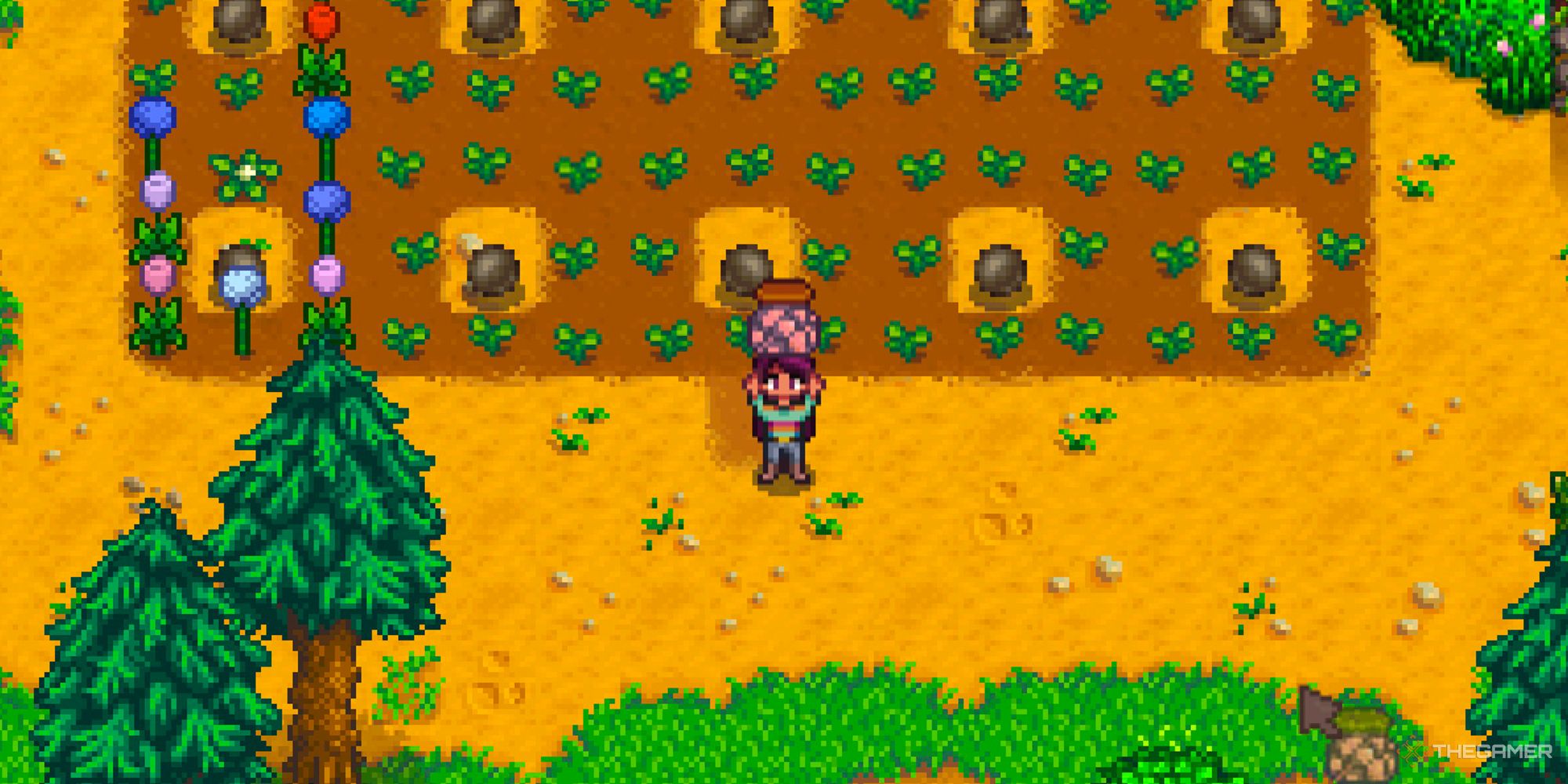 کشاورز Stardew Valley که خربزه های خشک را نگه داشته است.