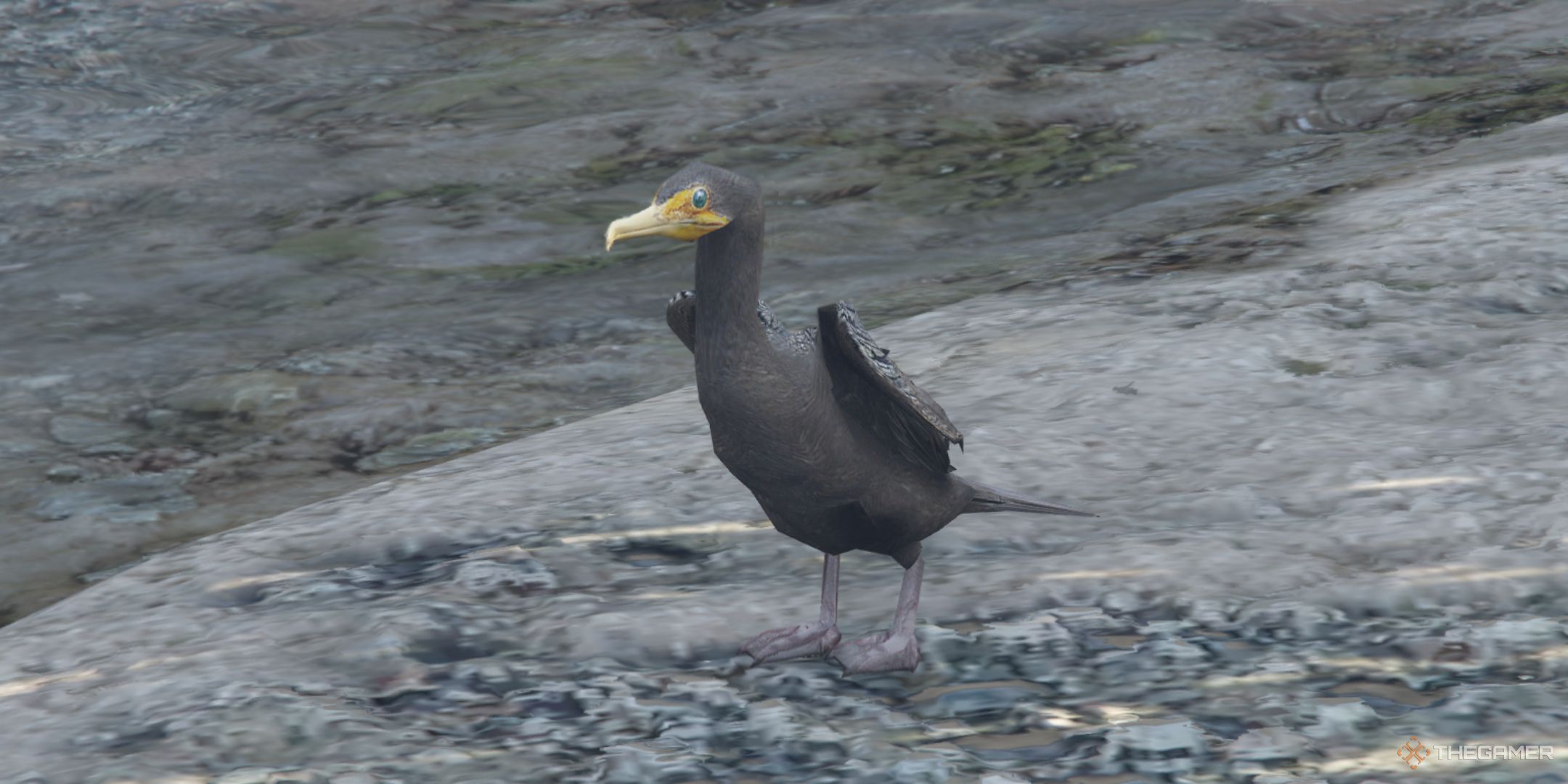 Where To Find All Great Cormorant Spawn Locations In GTA V