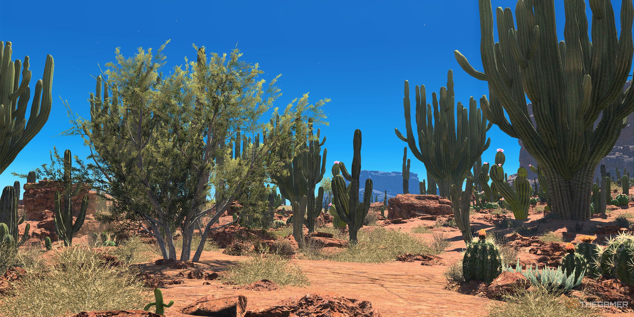 tender valley cacti and blue sky