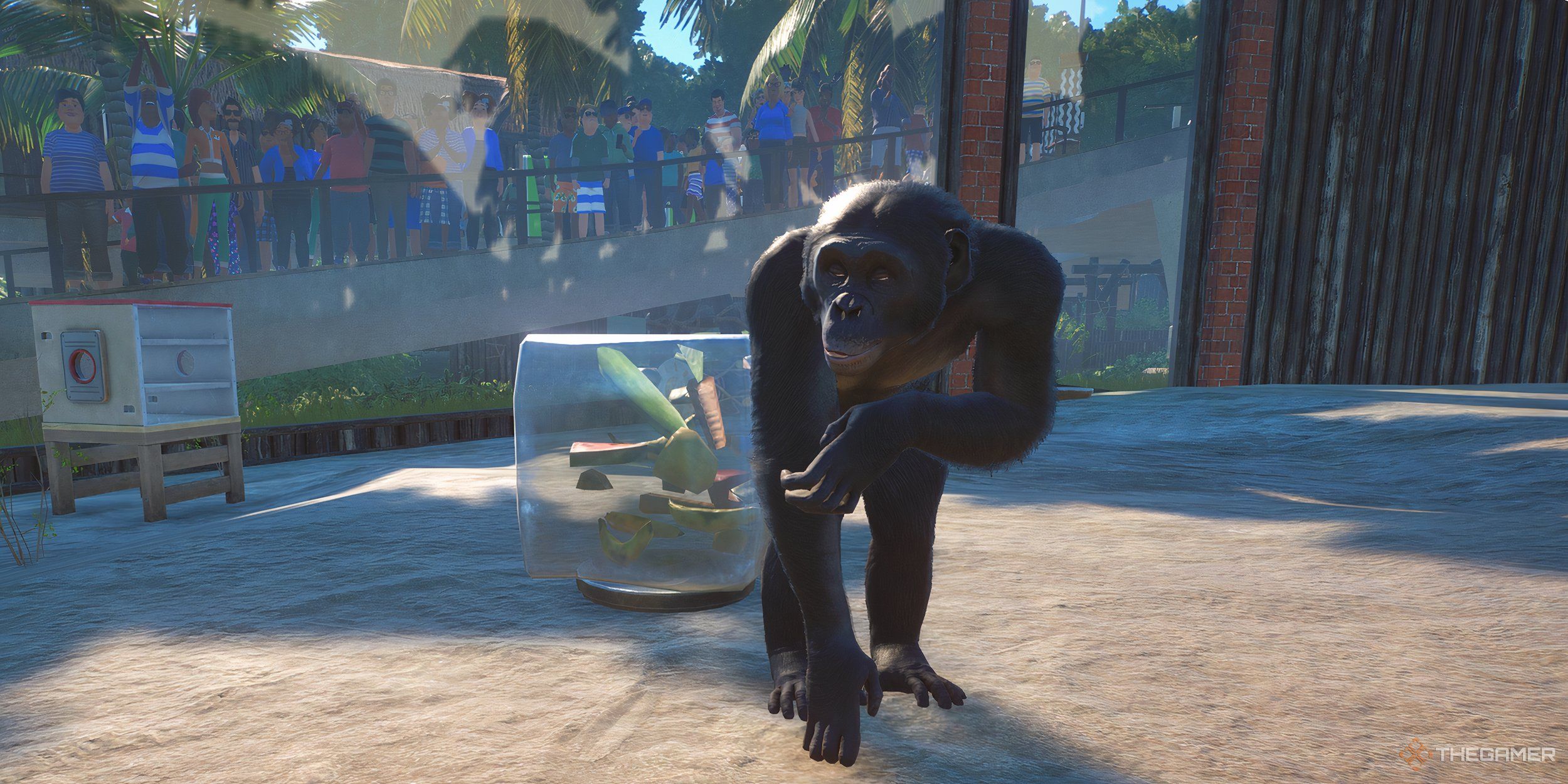 A bonobo walking away from guests crowding at the glass.