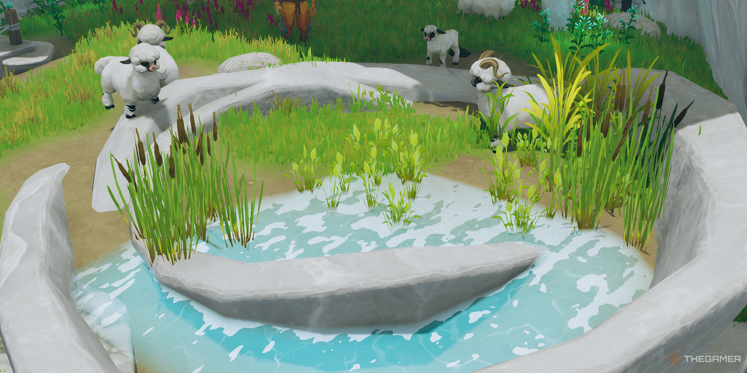 Several sheep surrounding a pool of water.