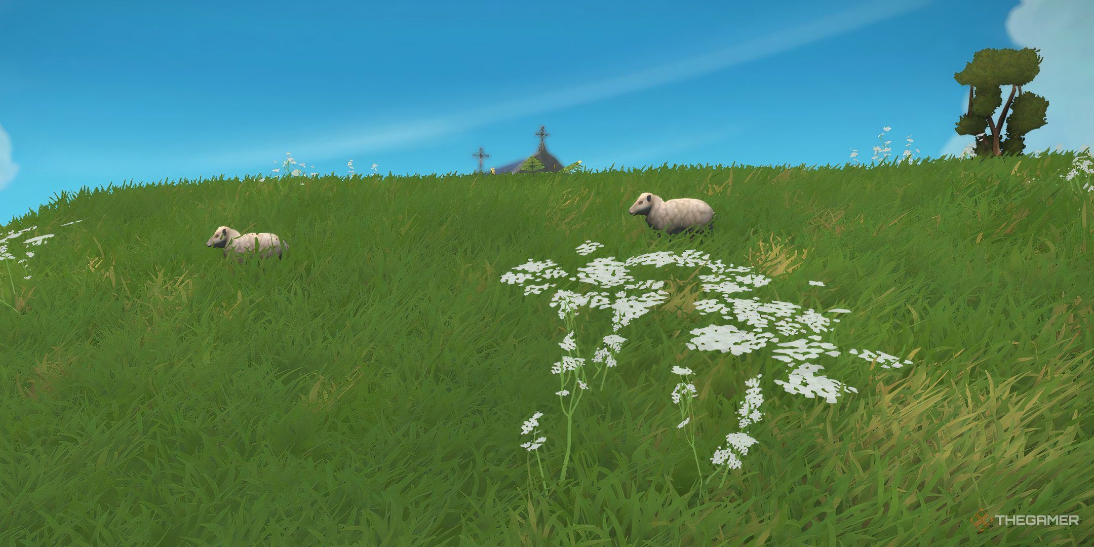 The image shows sheep on a field in Foundation.