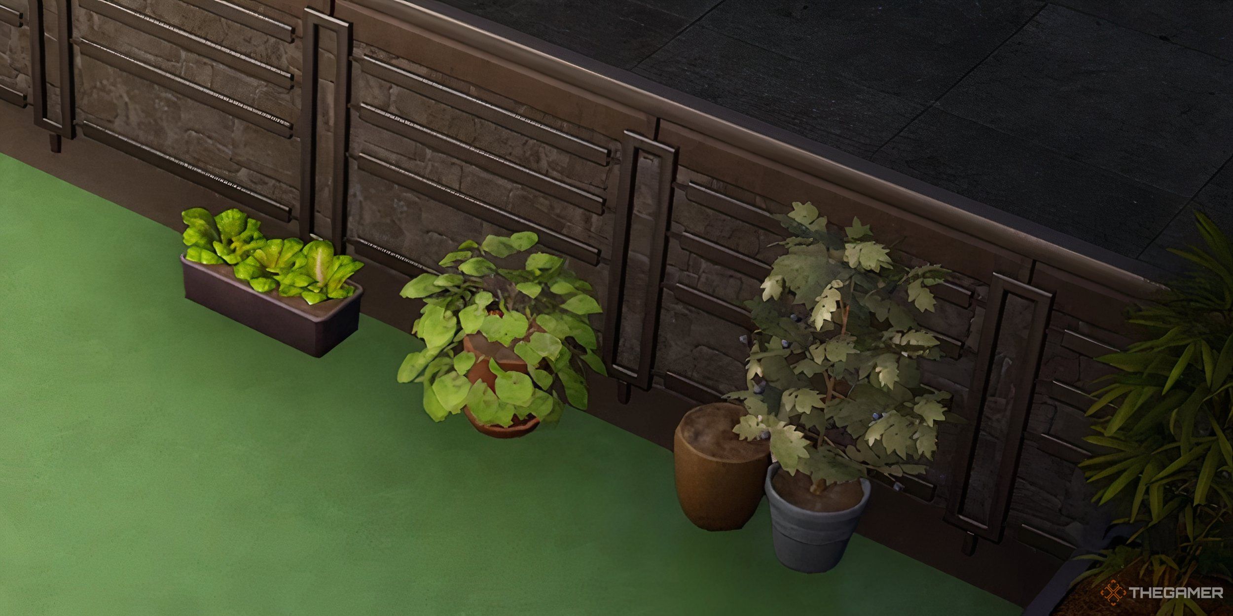 A line of pot plants in the backyard garden.