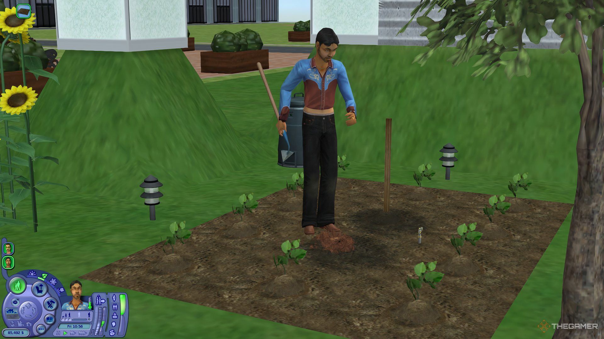 A Sim planting cucumber in a garden with a rake in The Sims 2.