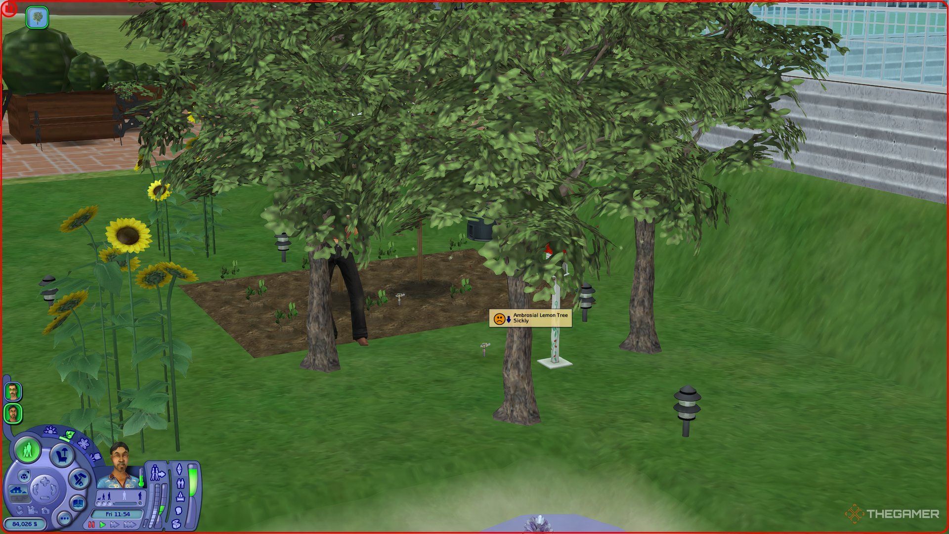 A sickly ambrosial lemon tree in a garden in The Sims 2 and a Sim gardening.