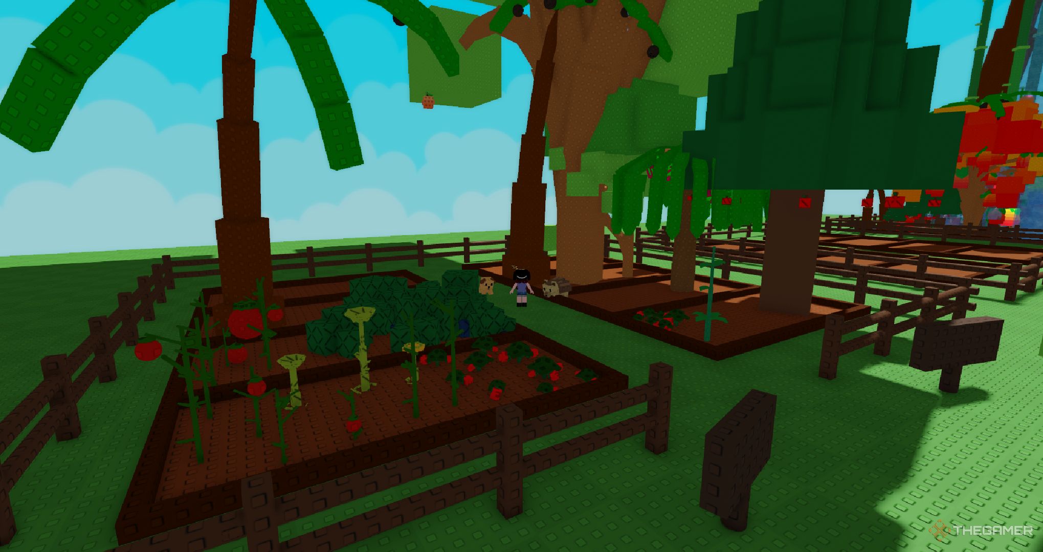 بازیکنی که در نزدیکی یک مزرعه شلوغ در Roblox ایستاده است ، یک باغ را پرورش می دهد.
