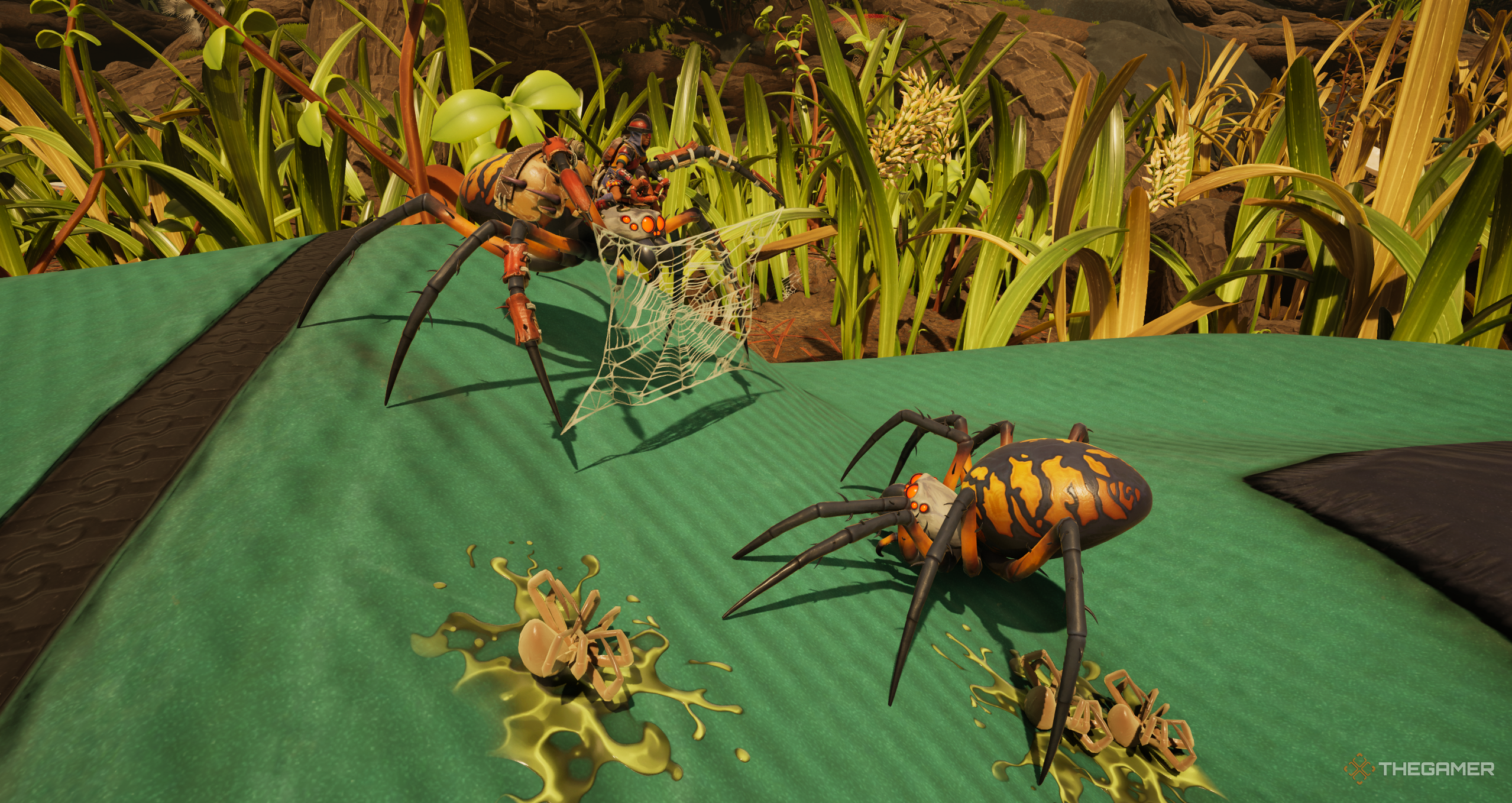 Two sphere weavers fighting in ground masses 2.