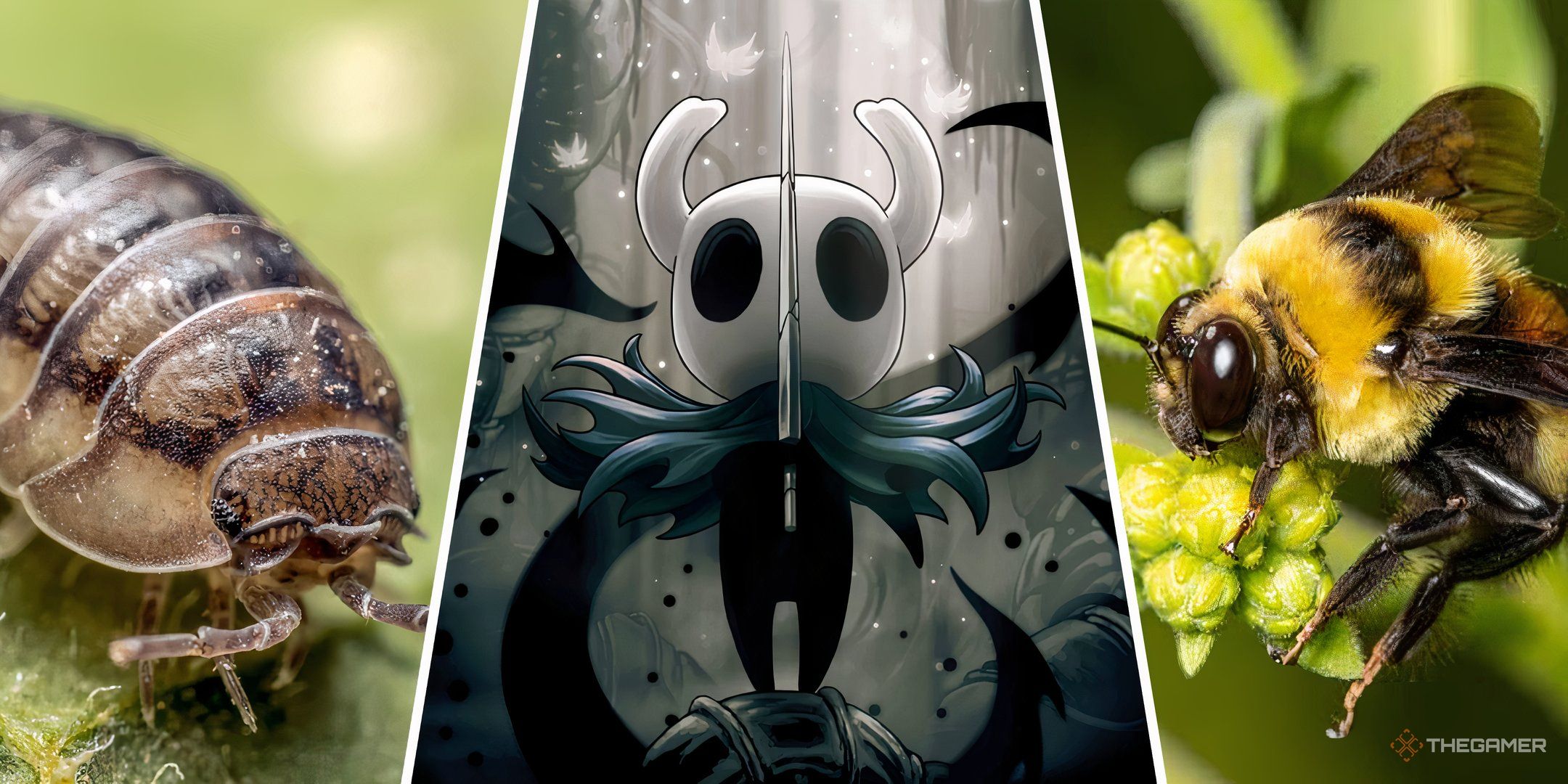 Hollow Knight Enemies And The Real-Life Creatures They're Based On