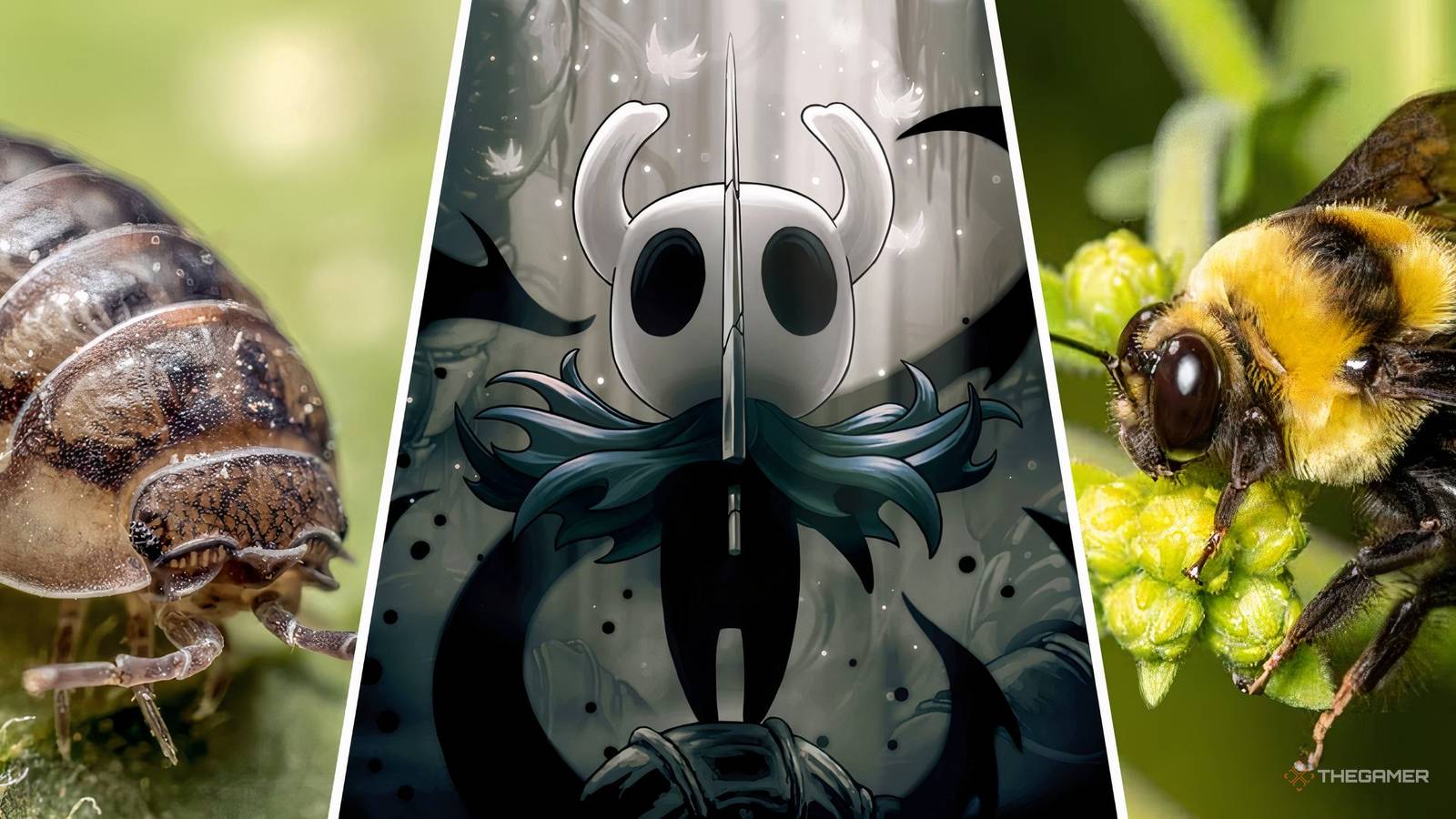 Hollow Knight Enemies And The Real-Life Creatures They're Based On